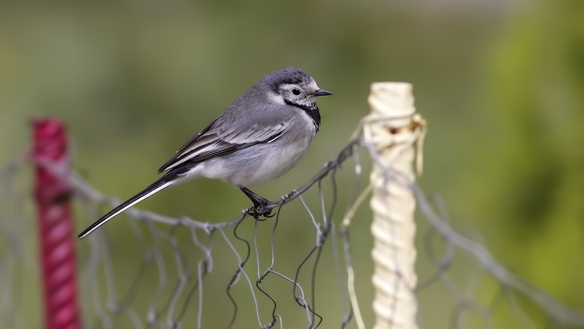 White Wagtail